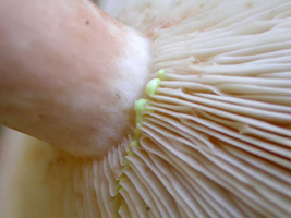 Lactarius vinaceorufescens, The latex starts milky white and gradually changes to yellow.